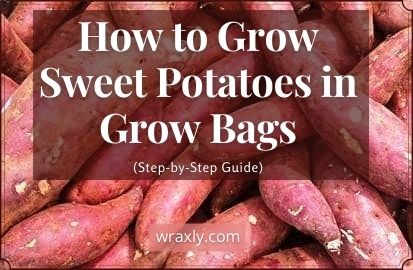 Cómo cultivar batatas en bolsas de cultivo