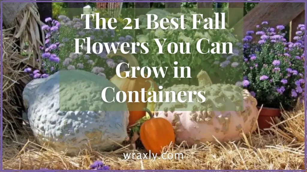 As 21 melhores flores de outono que você pode cultivar em recipientes
