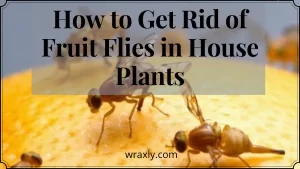 घर के पौधों में फलों की मक्खियों से कैसे छुटकारा पाएं