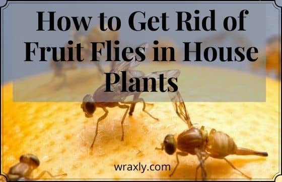 Como se livrar das moscas da fruta nas plantas da casa