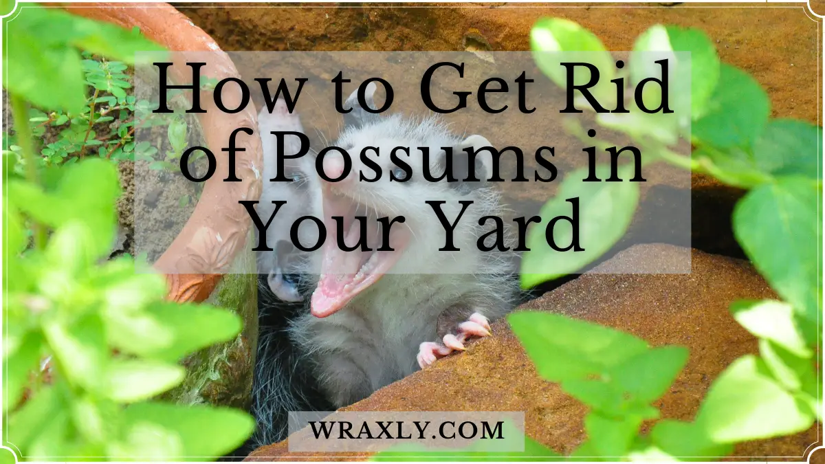 Comment se débarrasser des opossums dans votre jardin