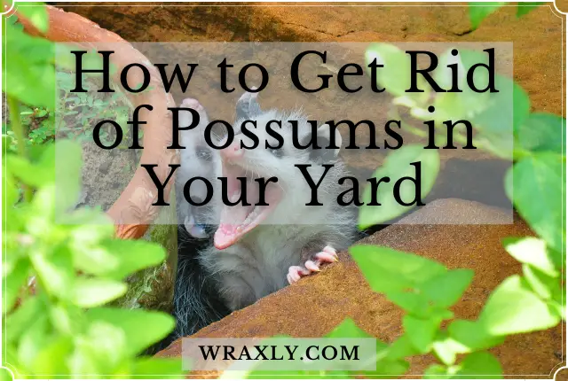 अपने यार्ड में Possums से कैसे छुटकारा पाएं