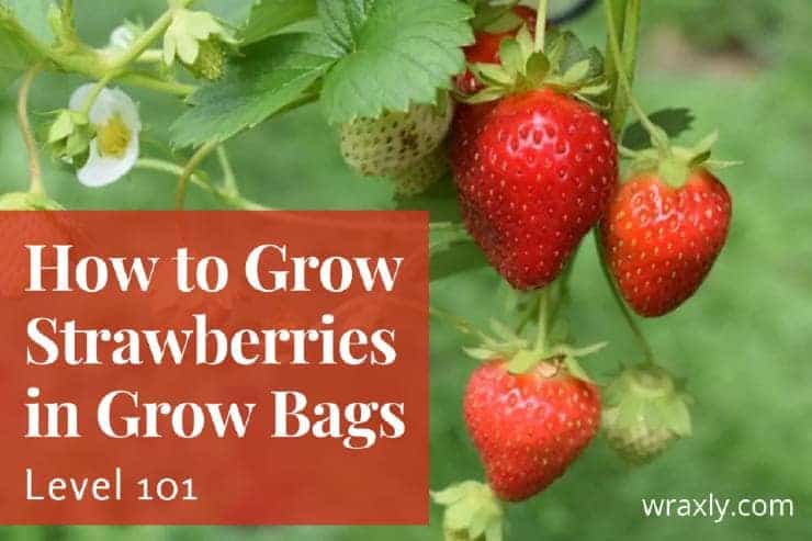 How to grow strawberries in grow bags
