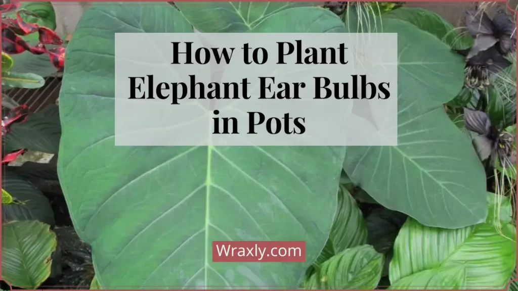 Cómo plantar bulbos de oreja de elefante en macetas