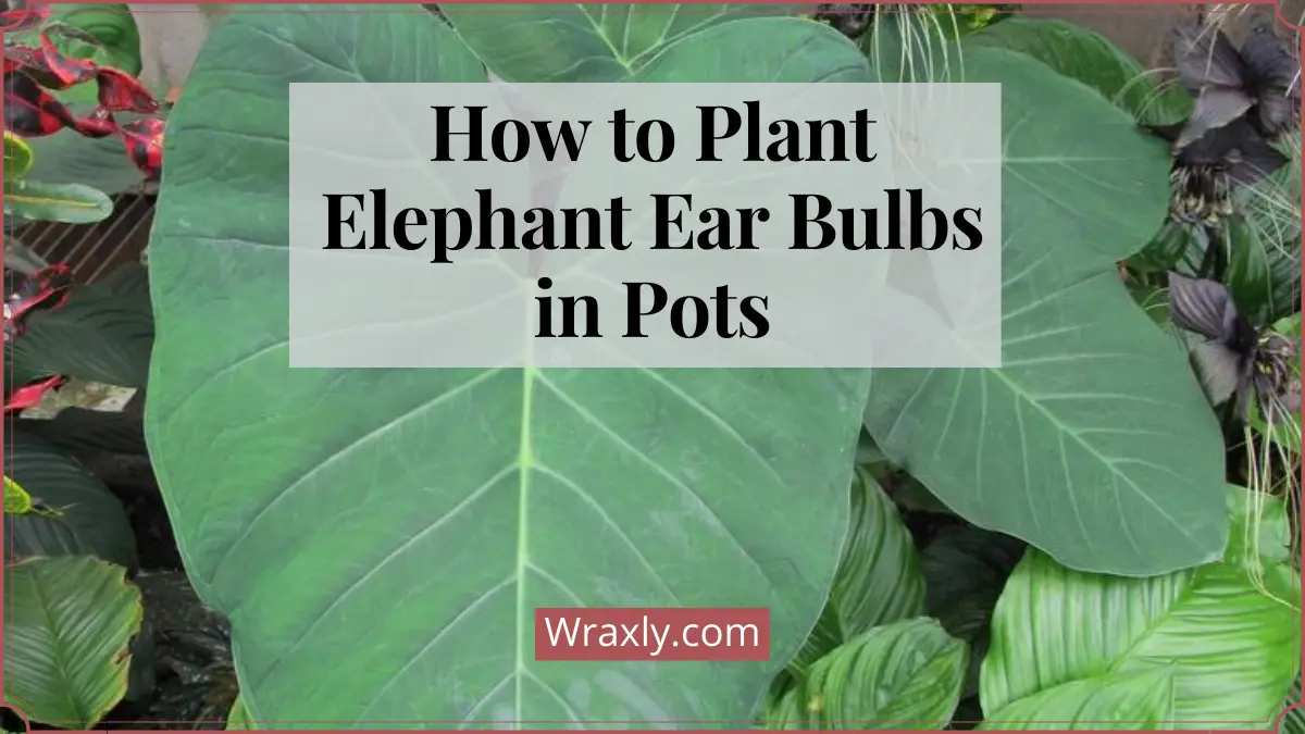 How to Plant Elephant Ear Bulbs in Pots