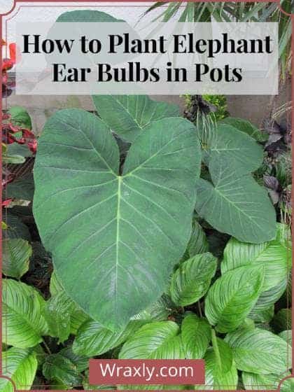 How to Plant Elephant Ear Bulbs in Pots (Gardening 101) - Wraxly