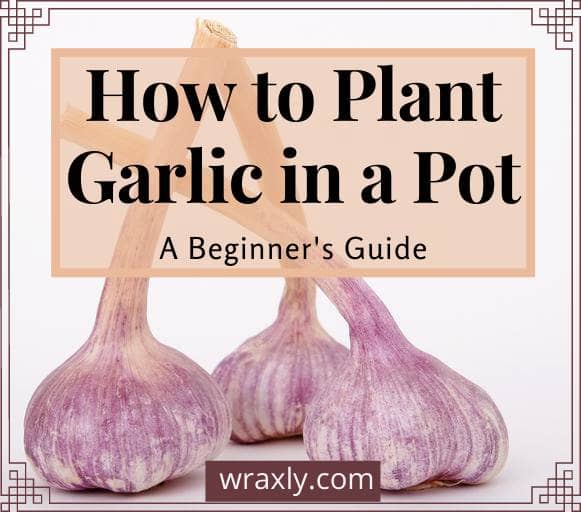 How to plant garlic in a pot