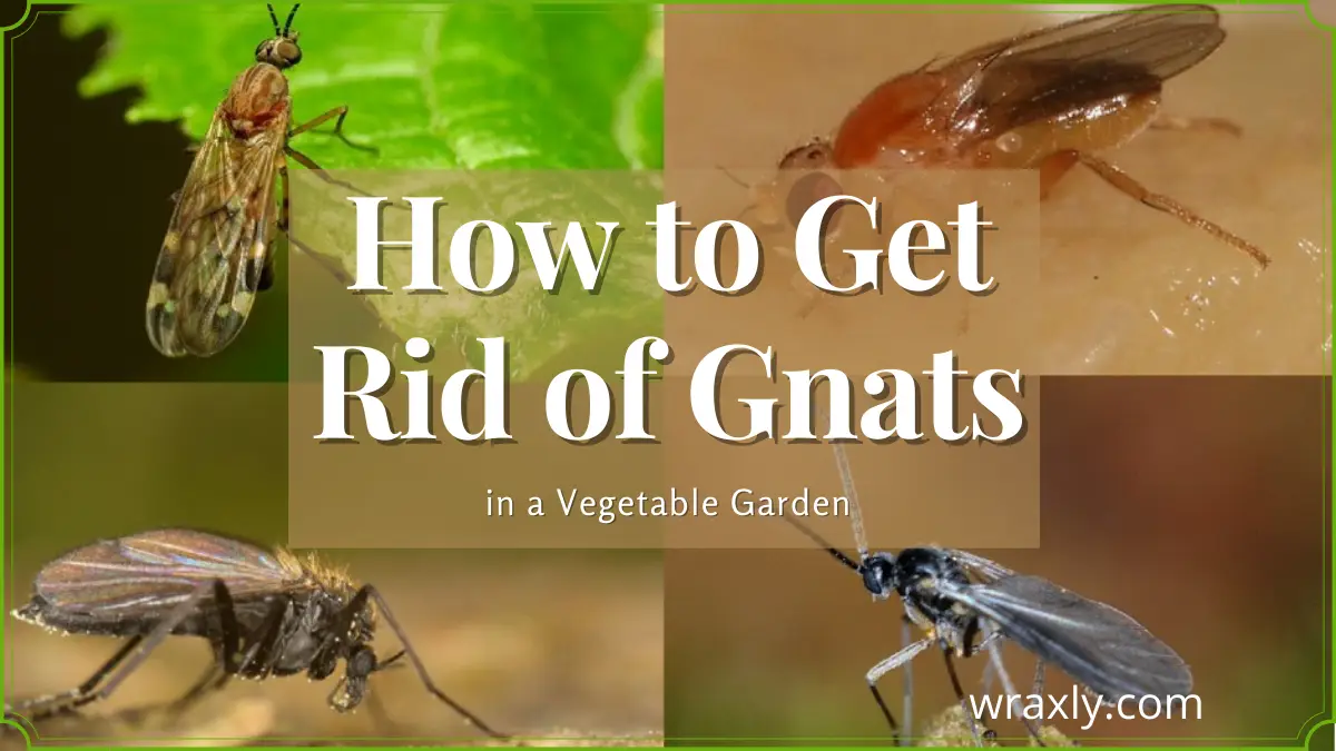 How to get rid of gnats in a vegetable garden