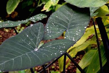 How to plant elephant ear bulbs in pots.