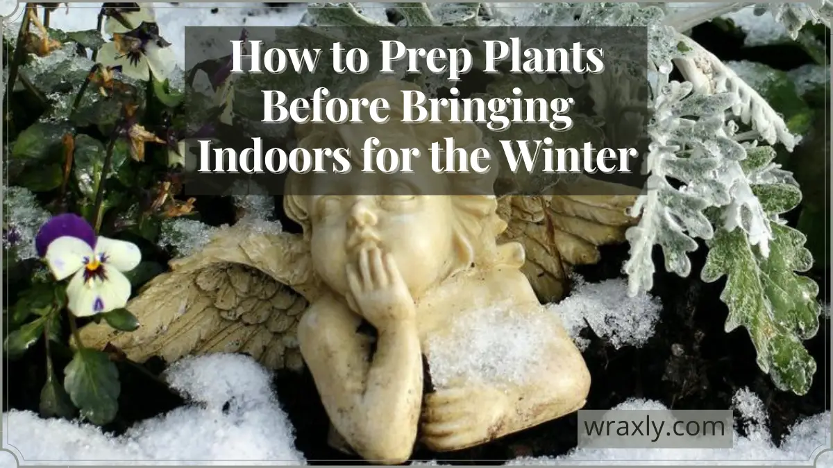 How to Prep Plants Before Bringing Indoors for the Winter