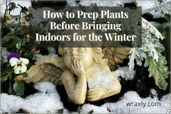 How to prep plants before bringing them indoors for the winter.