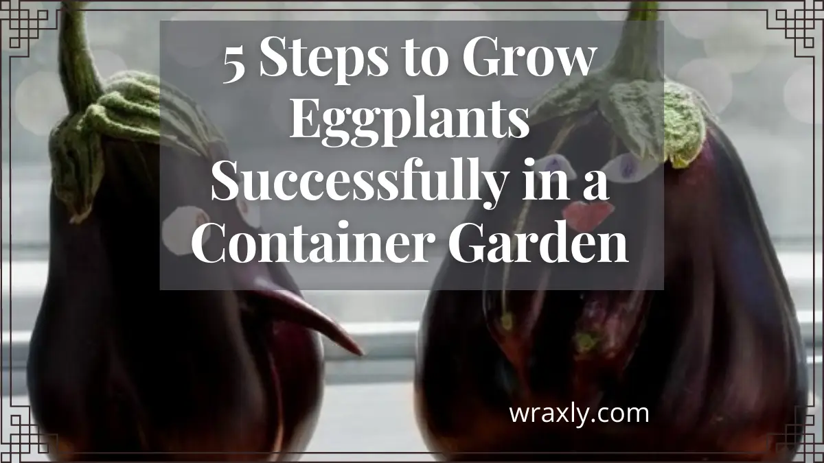 5 pasos para cultivar berenjenas con éxito en un jardín en macetas