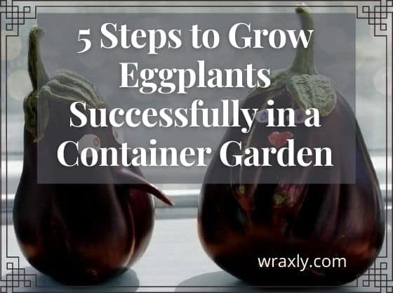 5 Steps to Grow Eggplants Successfully in a Container Garden