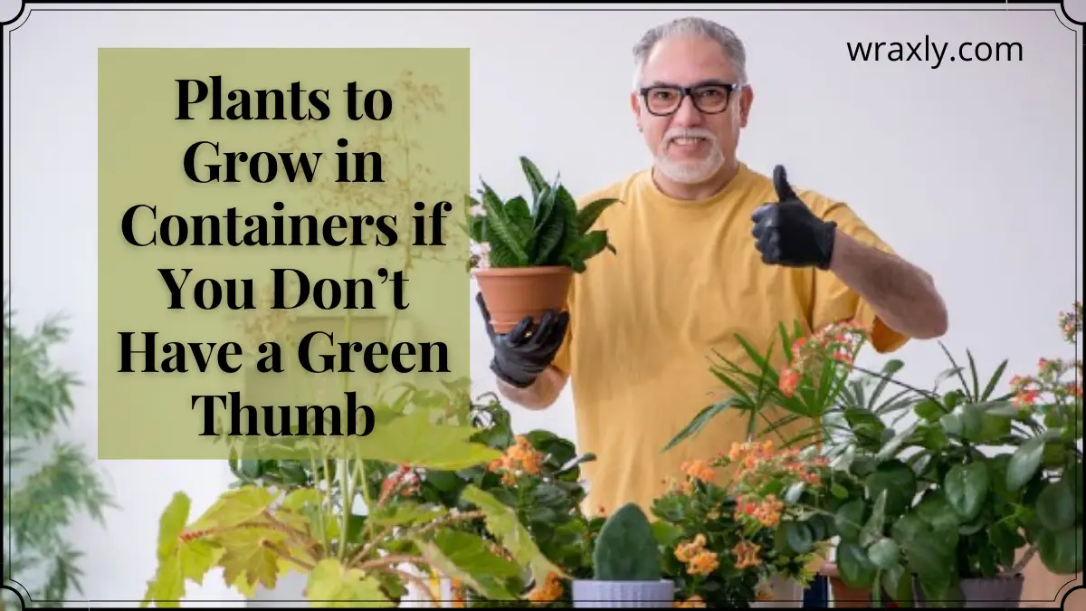 Plantas para cultivar em recipientes se você não tiver um polegar verde