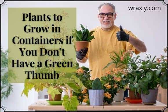 Plantas para cultivar em recipientes se você não tiver um polegar verde
