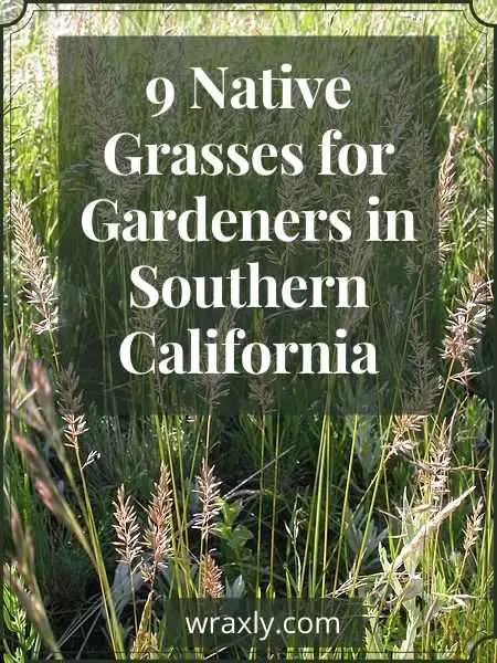 9 native grasses for gardeners in Southern California