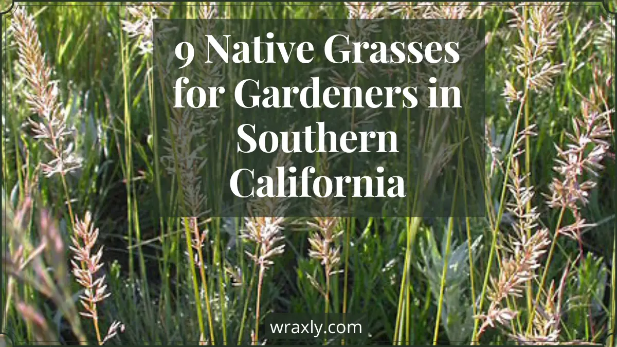 9 graminées indigènes pour les jardiniers du sud de la Californie