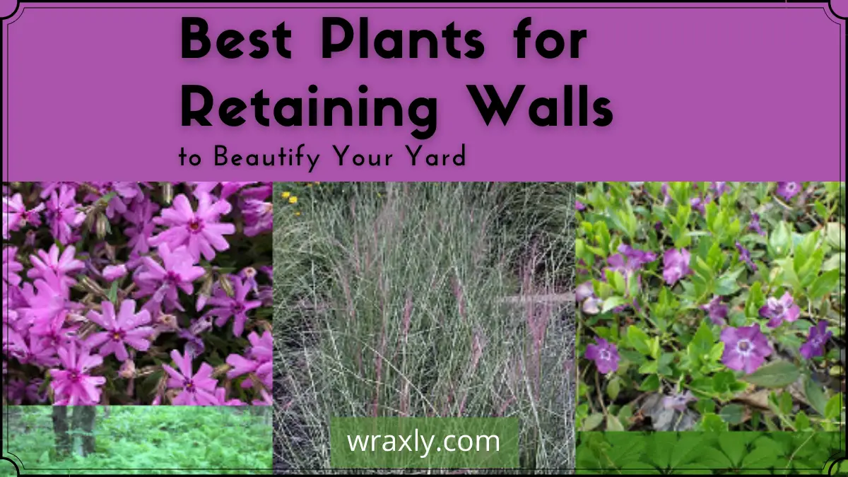Las mejores plantas para muros de contención
