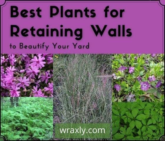 Best Plants for Retaining Walls