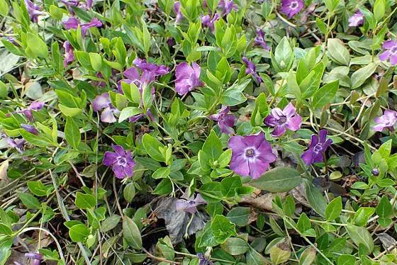 Common Periwinkle, Vinca minor, is a colorful plant that is ideal to plant on a retaining wall.