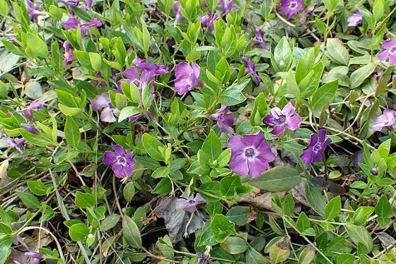 El bígaro común, Vinca minor, es una planta colorida que es ideal para plantar en un muro de contención.