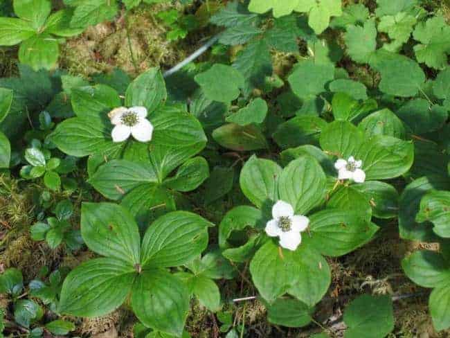 Creeping Dogwood, Cornus canadensis, is excellent for erosion control.