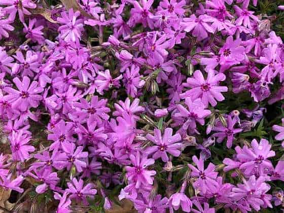 Der kriechende Phlox, Phlox stolonifera, eignet sich hervorragend als Stützmauerpflanze.