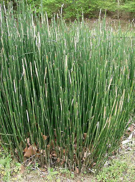 Caña de cola de caballo (Equisetum hyemale)