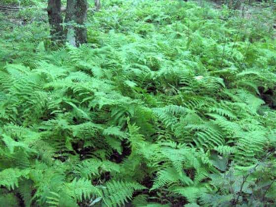 Ang hay-scented fern (Dennstaedtia punctilobula) ay isang mainam na halaman para sa isang retaining wall.