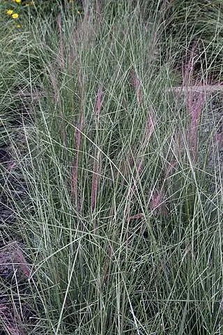 Muhly Grass (Muhlenbergia capillaris) ist eine ideale Pflanze für eine Stützmauer.