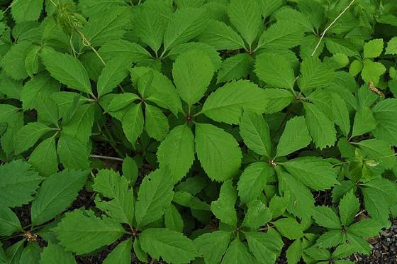 Virginia Creeper (Parthenocissus quinquefolia) is een ideale plant voor een keermuur.