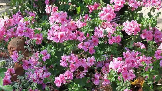 Il geranio a foglie di edera, Pelargonium peltatum, è una pianta ideale per un muro di contenimento.