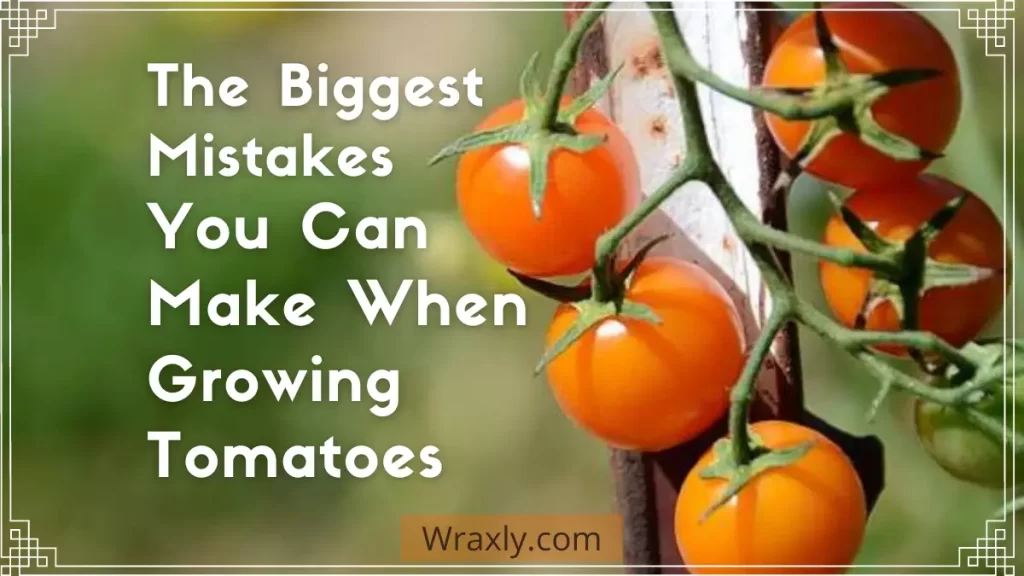 Los mayores errores que puede cometer al cultivar tomates