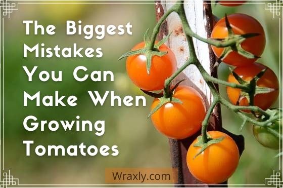 Los mayores errores que puede cometer al cultivar tomates