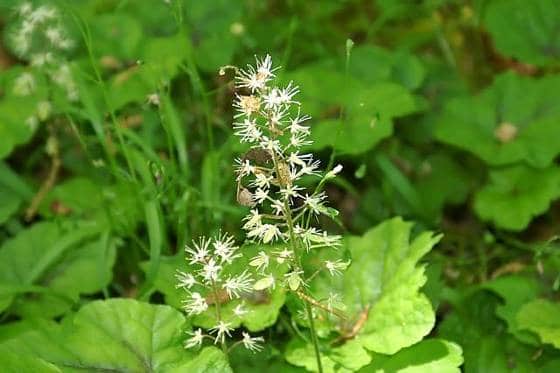 Die Herzblatt-Schaumblume, Tiarella cordifolia, ist eine ideale Pflanze für eine Stützmauer.