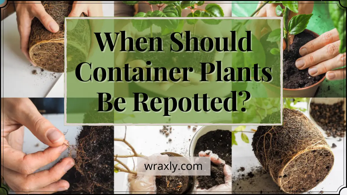 When Should Container Plants Be Repotted