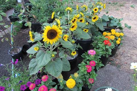 'Orange Hobbit' dwarf sunflower