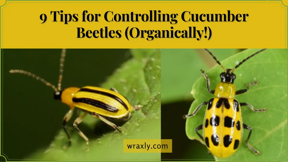 9 tips for controlling cucumber beetles