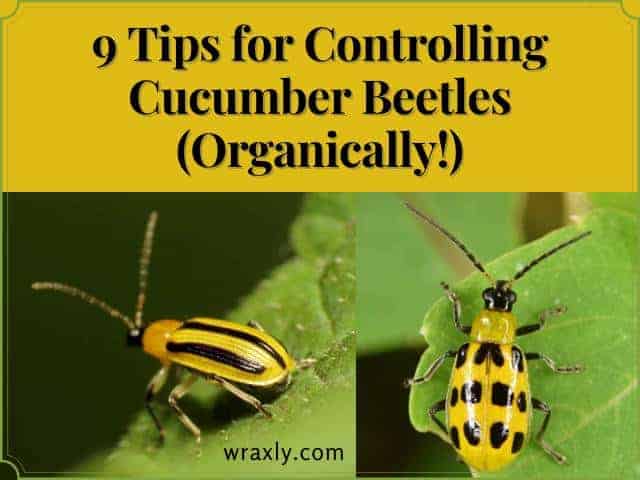 9 na mga tip para sa pagkontrol sa mga cucumber beetle sa organikong paraan