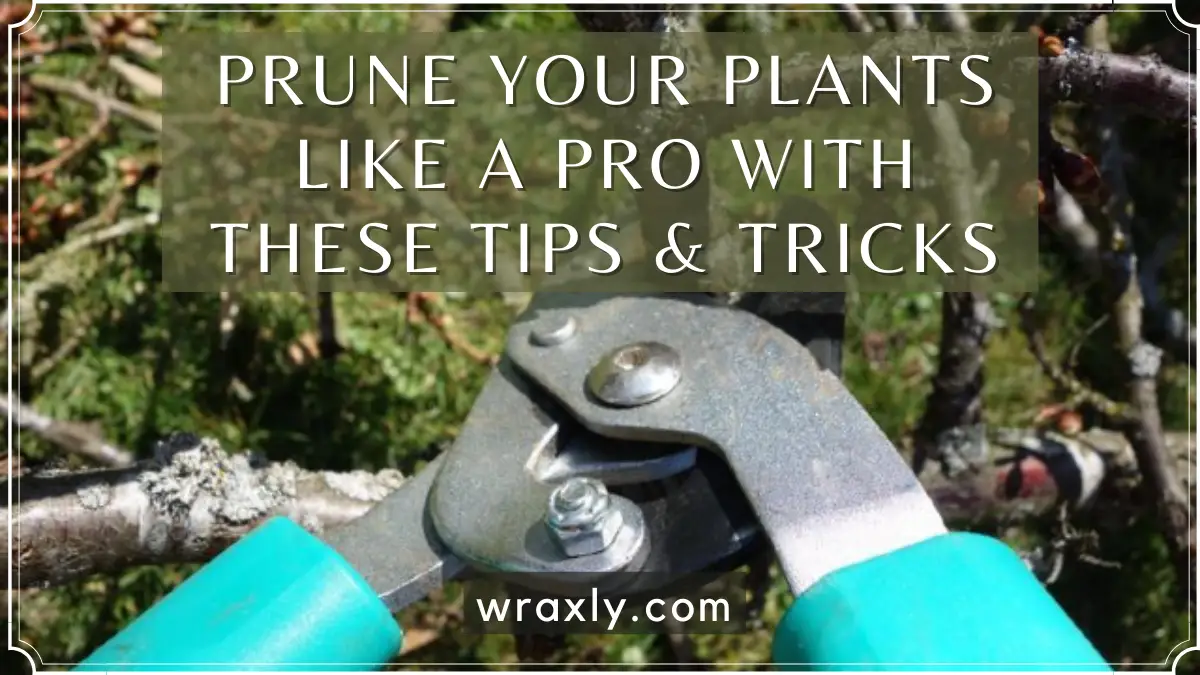 Poda tus plantas como un profesional con estos consejos y trucos