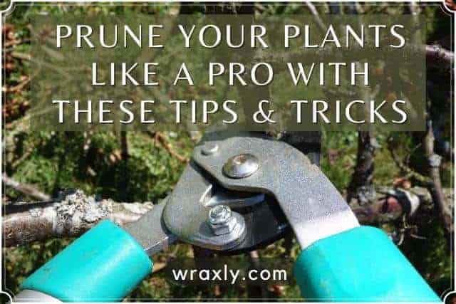 How to prune your plants