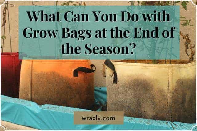 O que você pode fazer com Grow Bags no final da temporada?