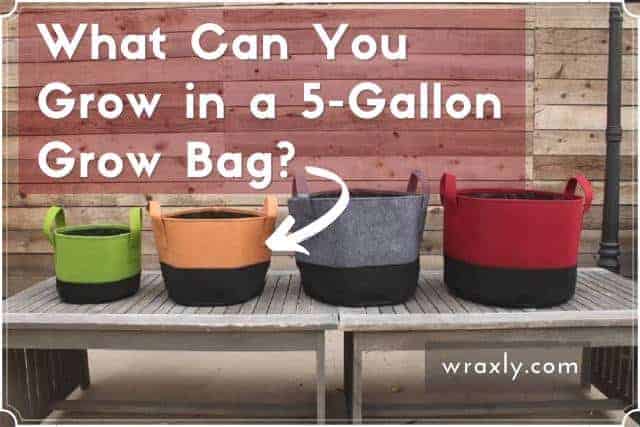 What Can You Grow In A 5 Gallon Grow Bag Wraxly