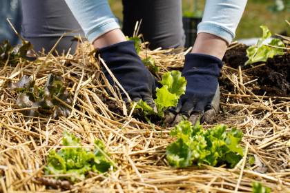 Laying mulch