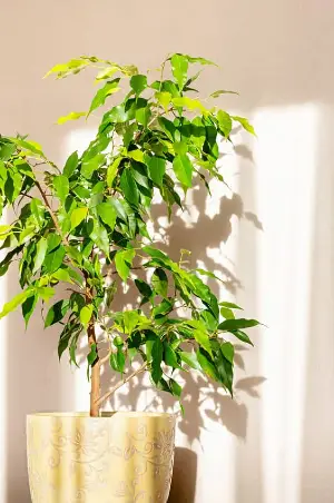 Ficus plant growing in an apartment.