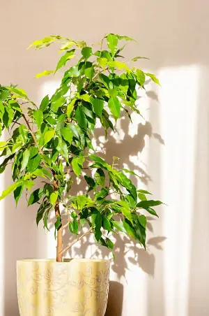 Planta de Ficus que crece en un apartamento.