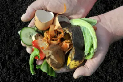 Déchets alimentaires pour votre compost de tas de bois