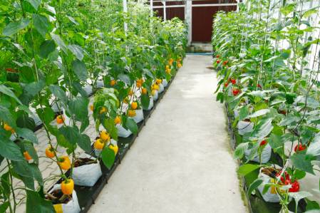 Greenhouse with a cement floor