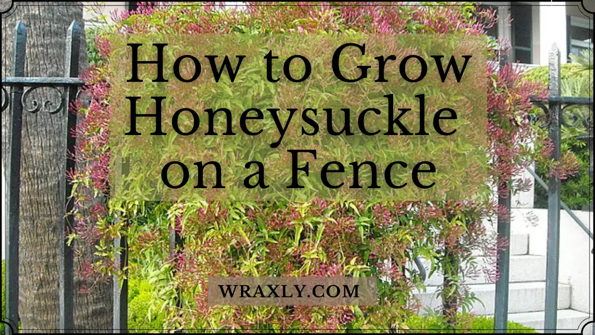 How to Grow Honeysuckle on a Fence