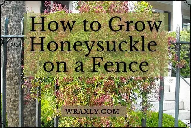 How to Grow Honeysuckle on a Fence